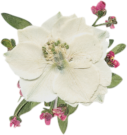 White Larkspur Real Pressed Flower